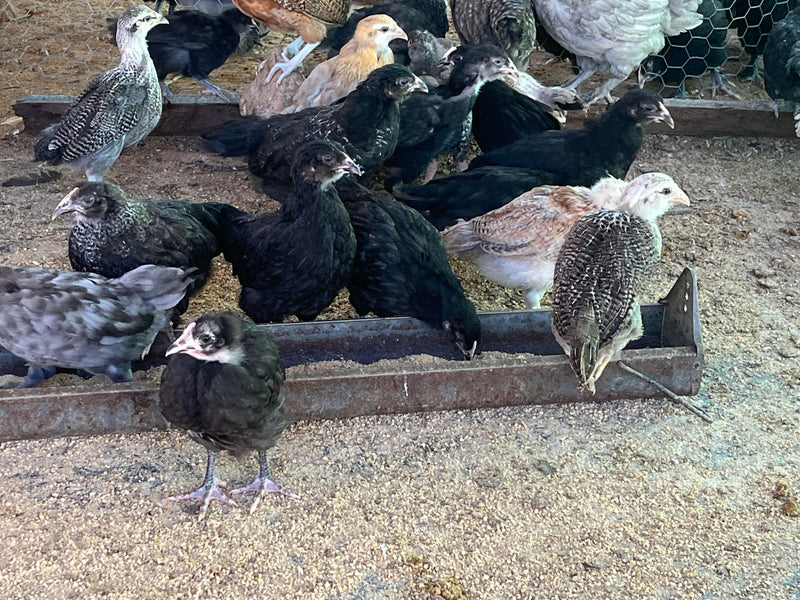 Sweet Pea -- Green Egg Laying Standard -- Available Now