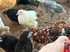 Jubilee Orpington -- Coop Ready -- Female