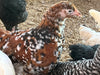 Jubilee Orpington -- Coop Ready -- Female