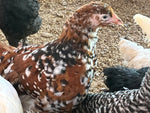 Jubilee Orpington -- Coop Ready -- Female