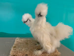 Hembras Silkie blancas: disponibles ahora