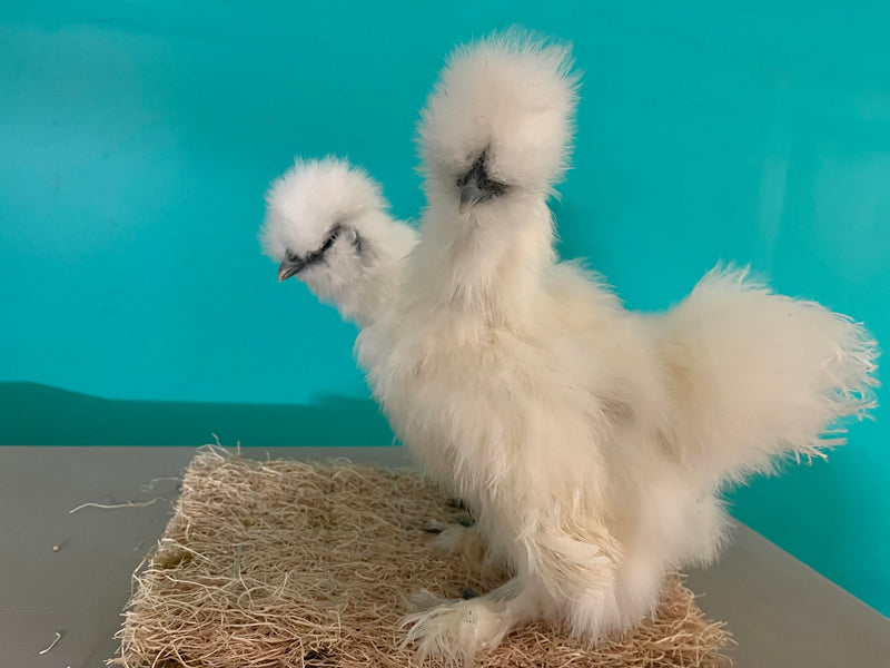 White Silkie Females -- Coop Ready