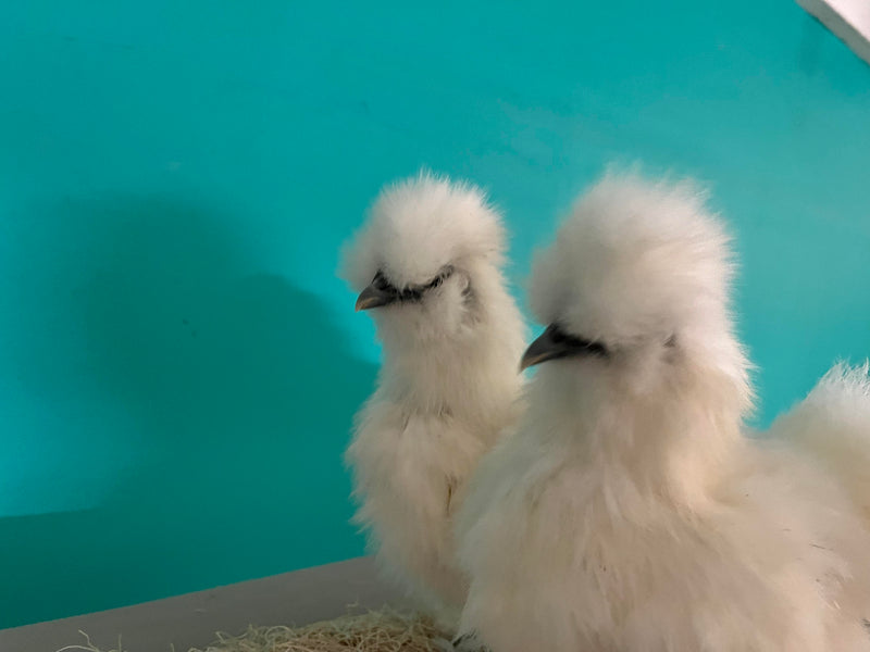White Silkie Females -- Coop Ready