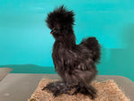 Hembras Silkie azules: disponibles ahora