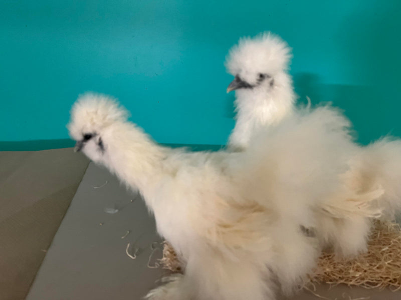 Hembras Silkie blancas: disponibles ahora