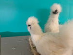 White Silkie Females -- Coop Ready