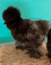 Hembras Silkie azules: disponibles ahora
