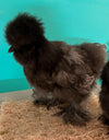 Blue Silkie Females -- Available Now