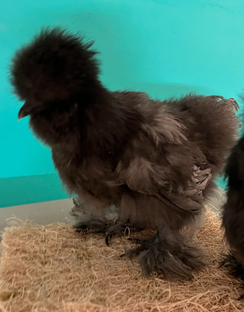 Hembras Silkie azules: disponibles ahora