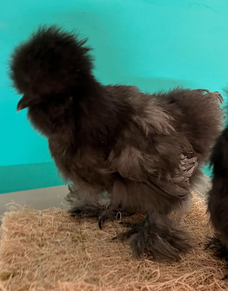 Blue Silkie Females -- Coop Ready