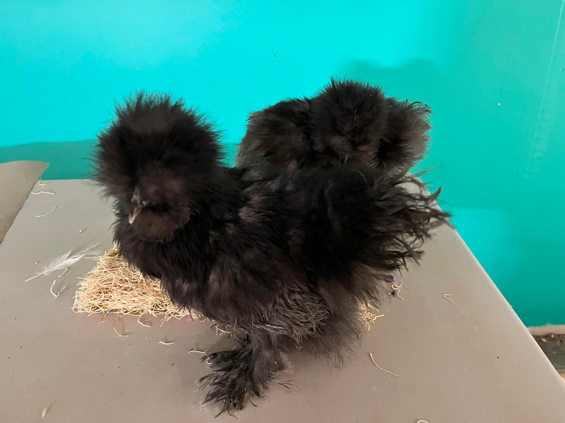 Blue Silkie Females -- Coop Ready