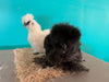 Hembras Silkie blancas: disponibles ahora