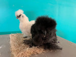 White Silkie Females -- Coop Ready