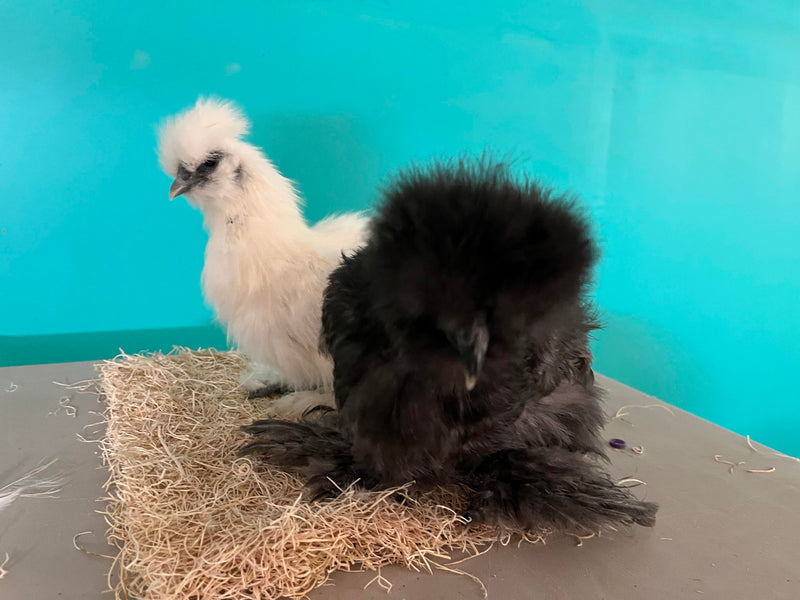 Hembras Silkie blancas: disponibles ahora