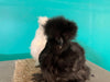 Black Silkie Female -- Available Now