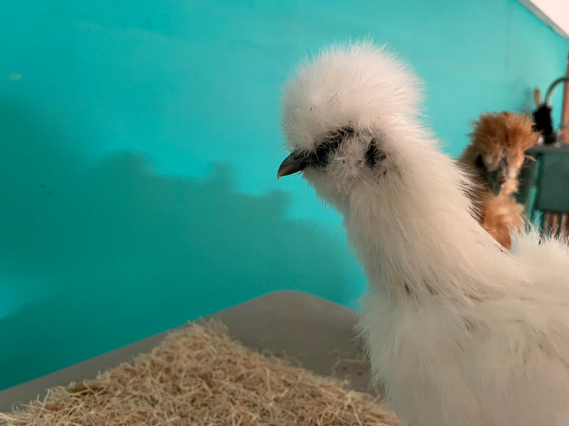 Hembras Silkie blancas: disponibles ahora