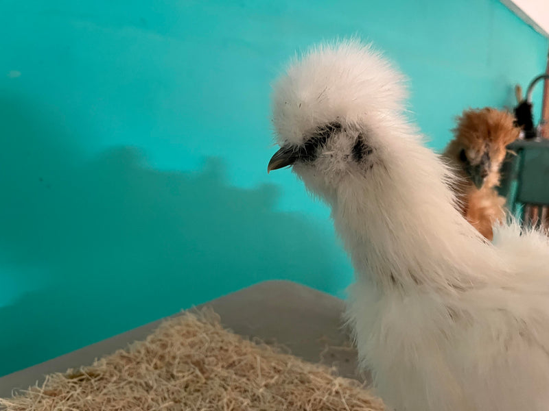 White Silkie Females -- Coop Ready