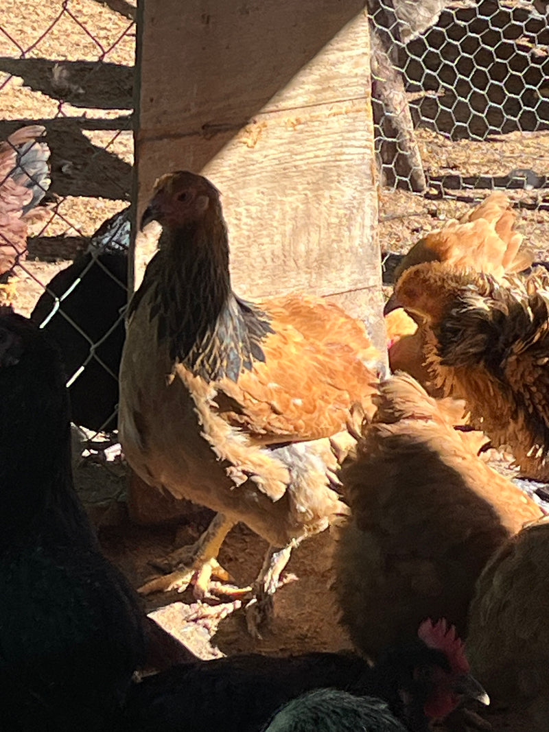 Buff Brahma -- Available Babies