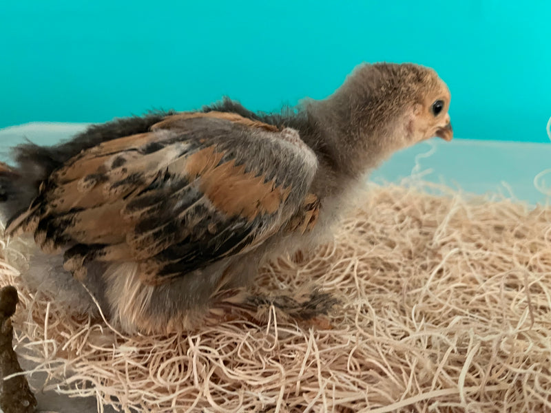 Buff Brahma BANTAM -- Upcoming Hatches