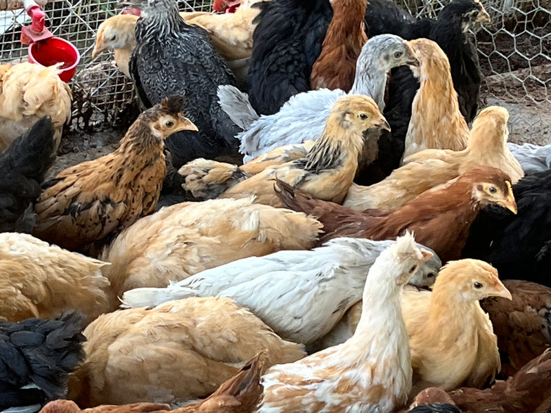 Buff Brahma BANTAM – Próximas escotillas