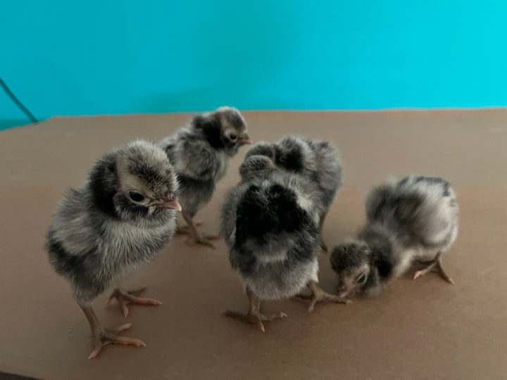 Silkies – Backyard Chickies