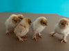 Gold Neck D'uccle Bantams -- Preorder Females
