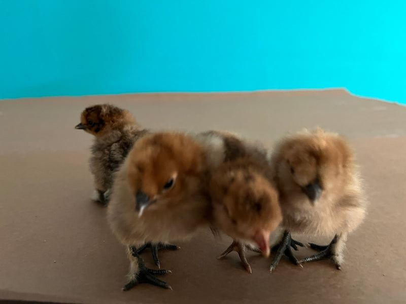 Red Silkie Female -- Preorder
