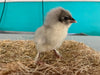 Splash Marans -- Available Babies