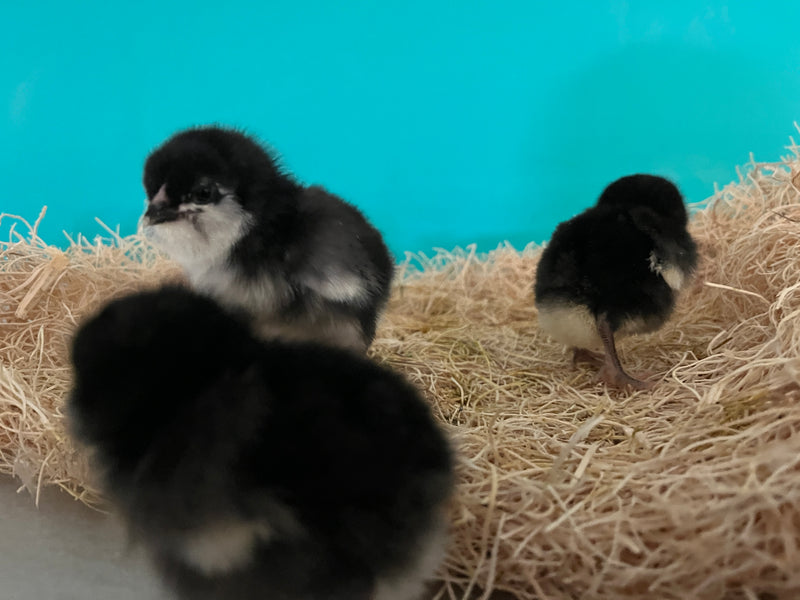 Black Ameraucanas (True Ameraucanas...not Easter Eggers) -- Available Now