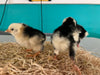 Exchequer Leghorn -- Available Now