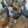 Black Laced Silver Wyandotte -- Available Babies