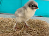 Splash Marans -- Available Babies