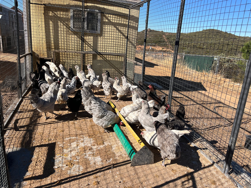 Ameraucanas negras (verdaderas Ameraucanas... no huevos de Pascua) - Coop Ready
