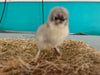 Splash Marans -- Available Babies
