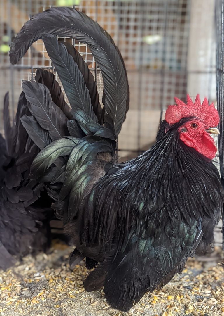 Black Japanese BANTAM -- Upcoming Hatches