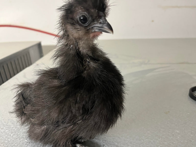 Silkie negro: disponible ahora