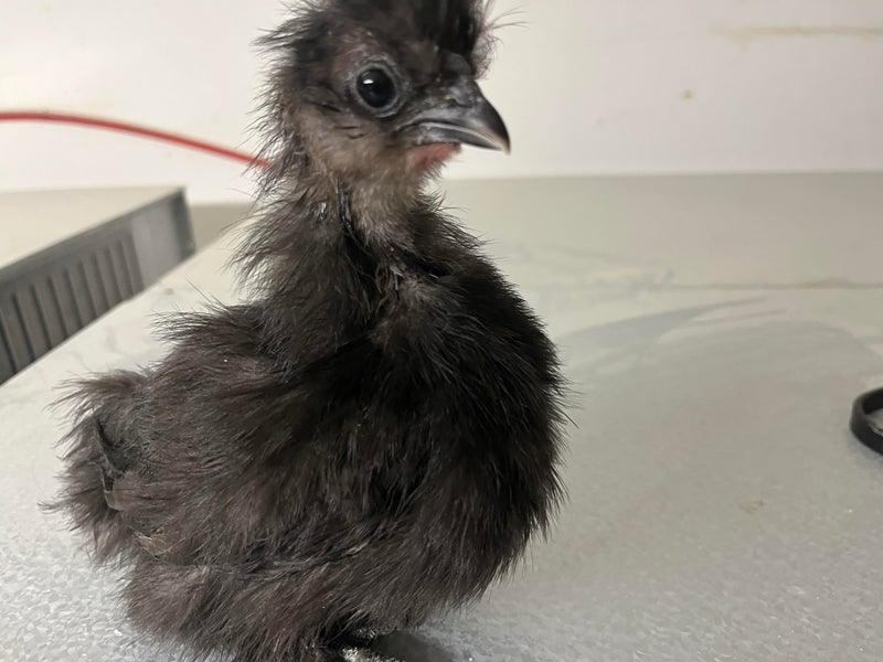 Black Silkie Female -- Available Now