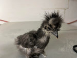 Silkie negro: disponible ahora