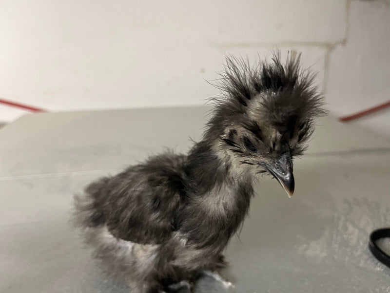 Silkie negro: disponible ahora