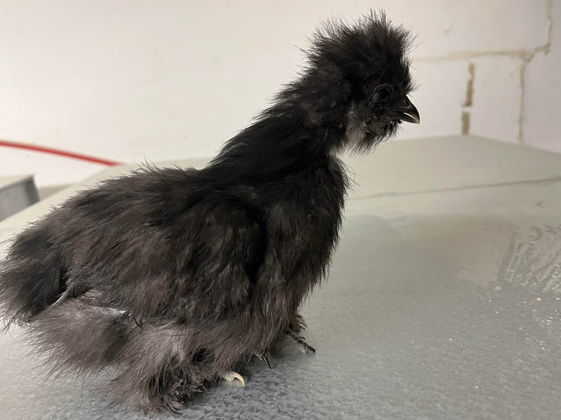 Silkie negro: disponible ahora