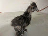Silkie negro: disponible ahora