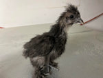 Silkie negro: disponible ahora