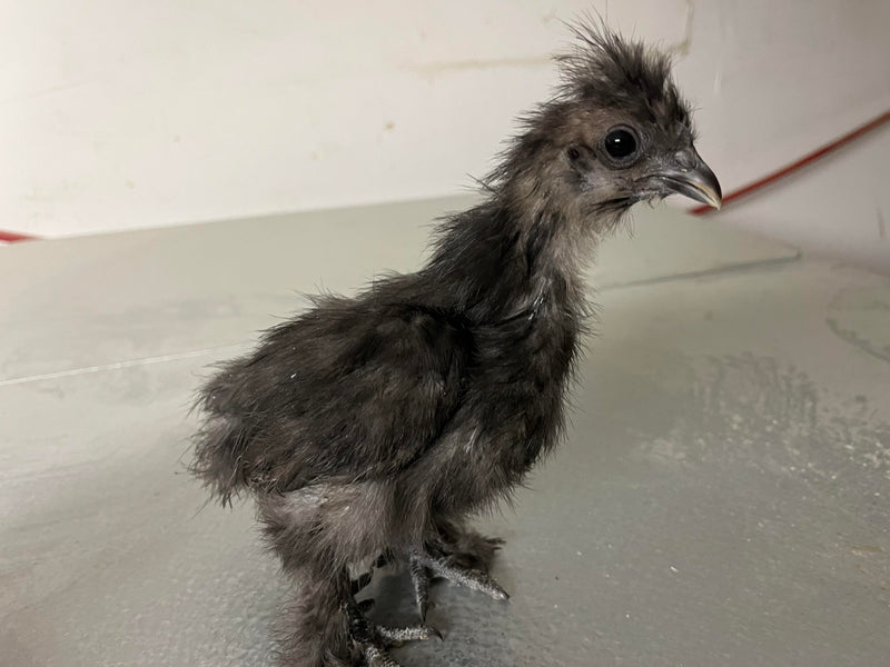 Silkie negro: disponible ahora