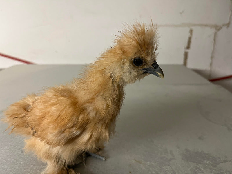 Buff Silkie Females -- Coop Ready