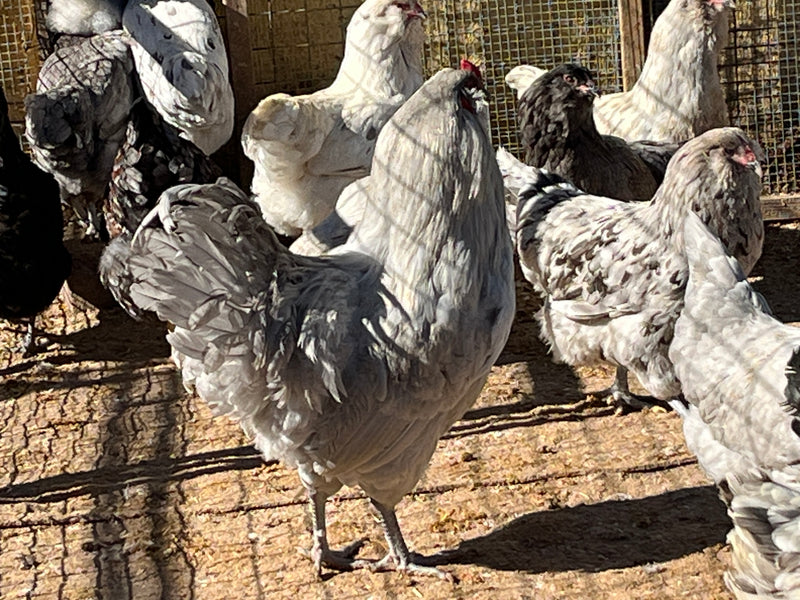 Ameraucanas negras (verdaderas Ameraucanas... no huevos de Pascua) - Coop Ready