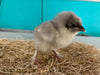 Splash Marans -- Available Babies