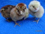 Easter Egger Frizzled - Disponible ahora