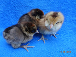 Sweet Pea -- Green Egg Laying Bantam -- Available Now