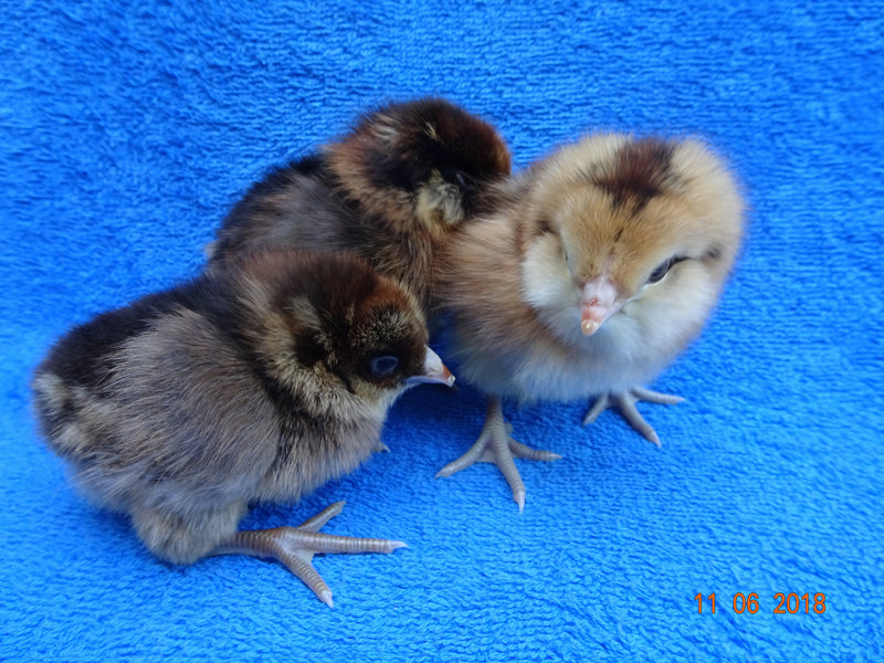 Sweet Pea -- Green Egg Laying Standard -- Available Now