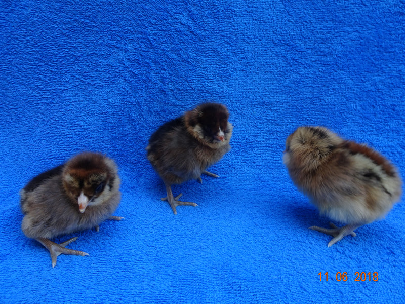 Chocolate Orpington -- Available Babies